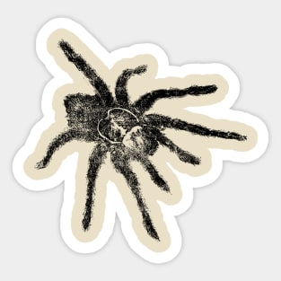 Spider Tarantula Sticker